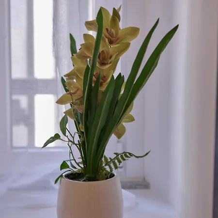 Bellaroma Navona Pensión Roma